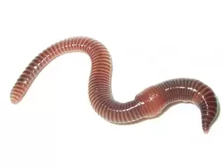 червь дендробена